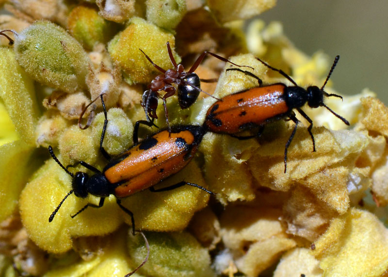 Coppia da identificare - Mylabris schreibersi?